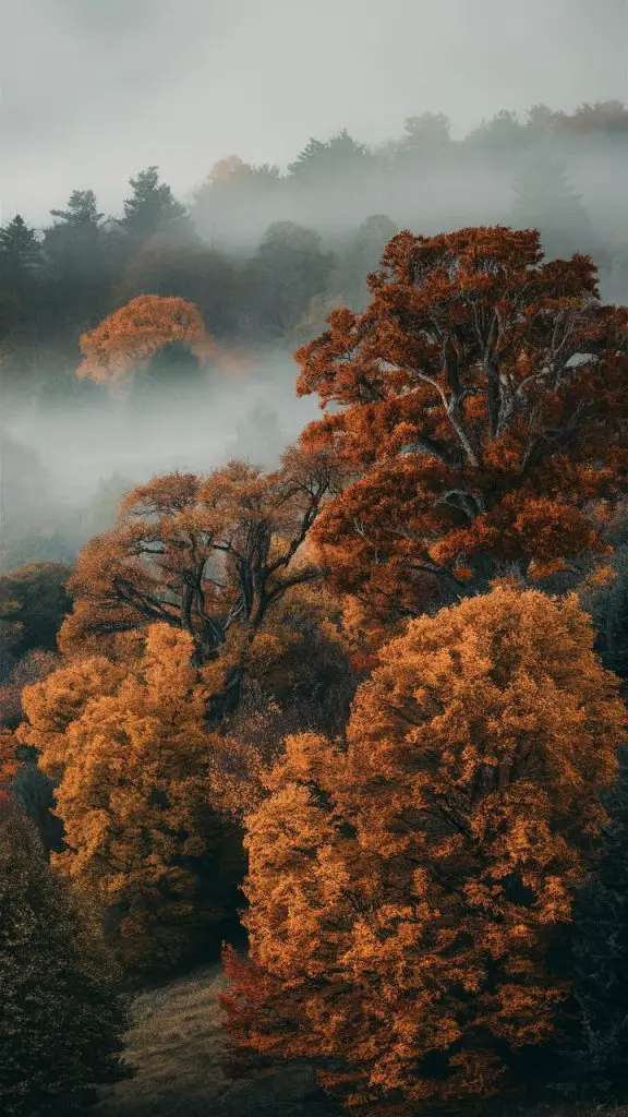 Rustic fall wallpaper for iPhone of a foggy morning forest with colorful fall leaves.