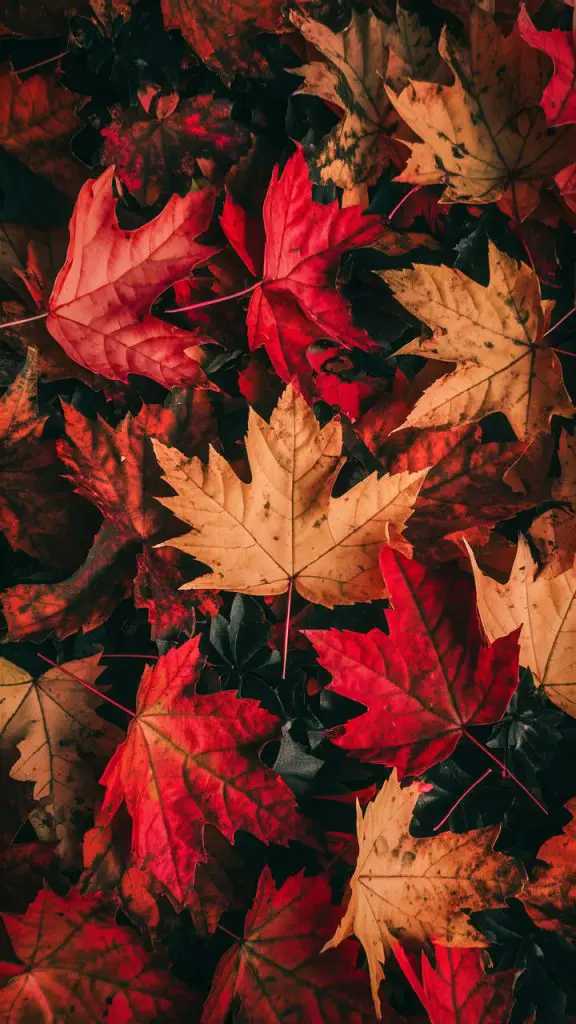 Fall color wallpaper download for iPhone featuring vibrant autumn leaves in red, orange, and yellow.