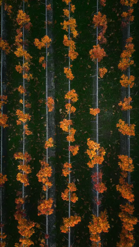 Fall phone wallpaper featuring a rustic apple orchard with vibrant fall colors.